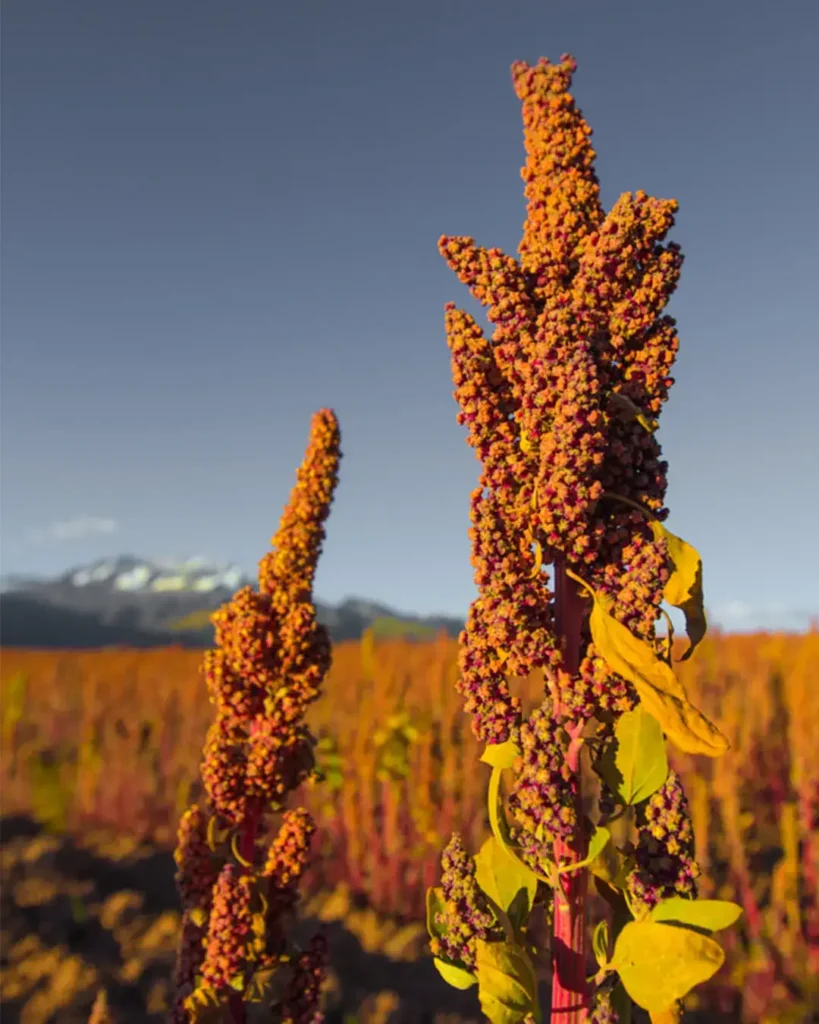 La Quinua, el grano ancestral de los andes, esta conquistando el mundo